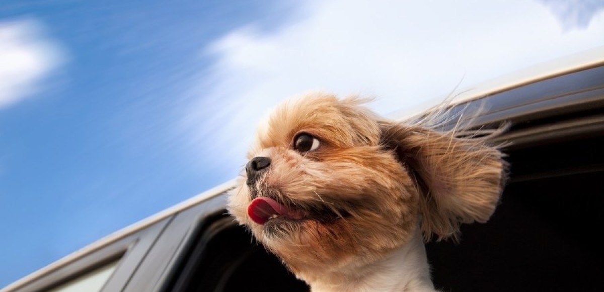 Перевозка собак в машине: как делать это правильно