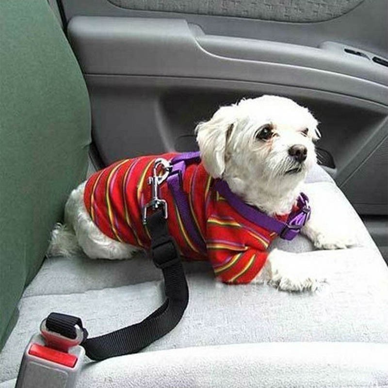 Ремень безопасноти для собак в машине