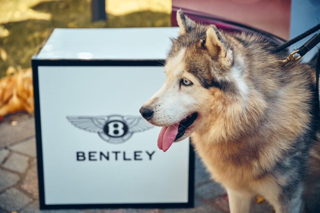 Bentley провела закрытый тест-драйв в Петербурге